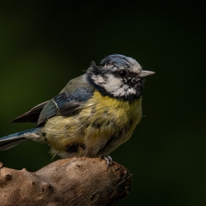 Redwell   16 06 2020   D500   Les 187.jpg